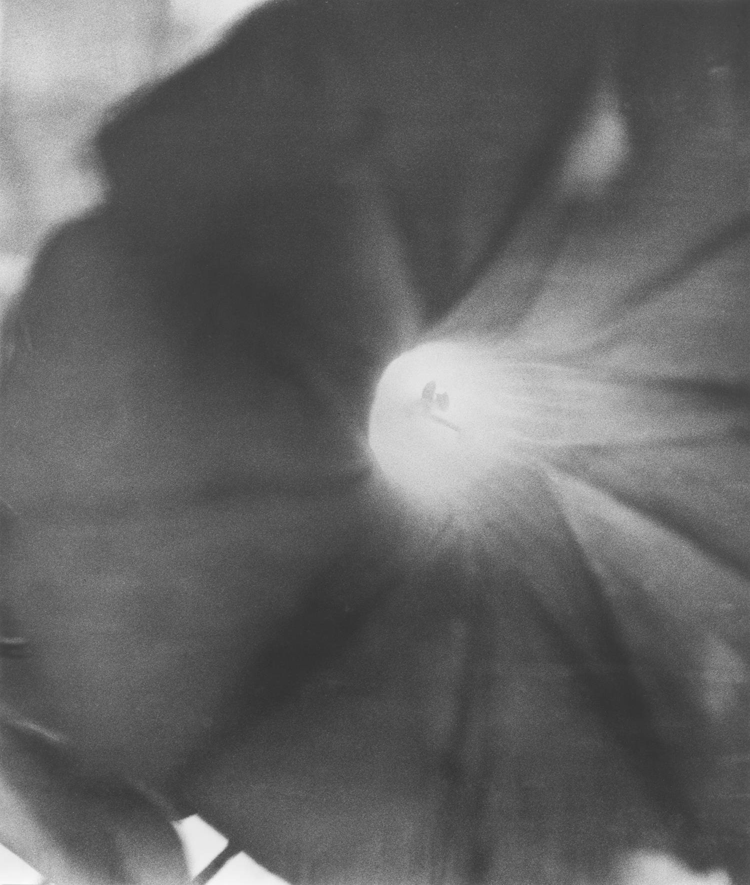 MACS_EXPO_Jochen Lempert_Morning Glory, 2019©Jochen Lempert