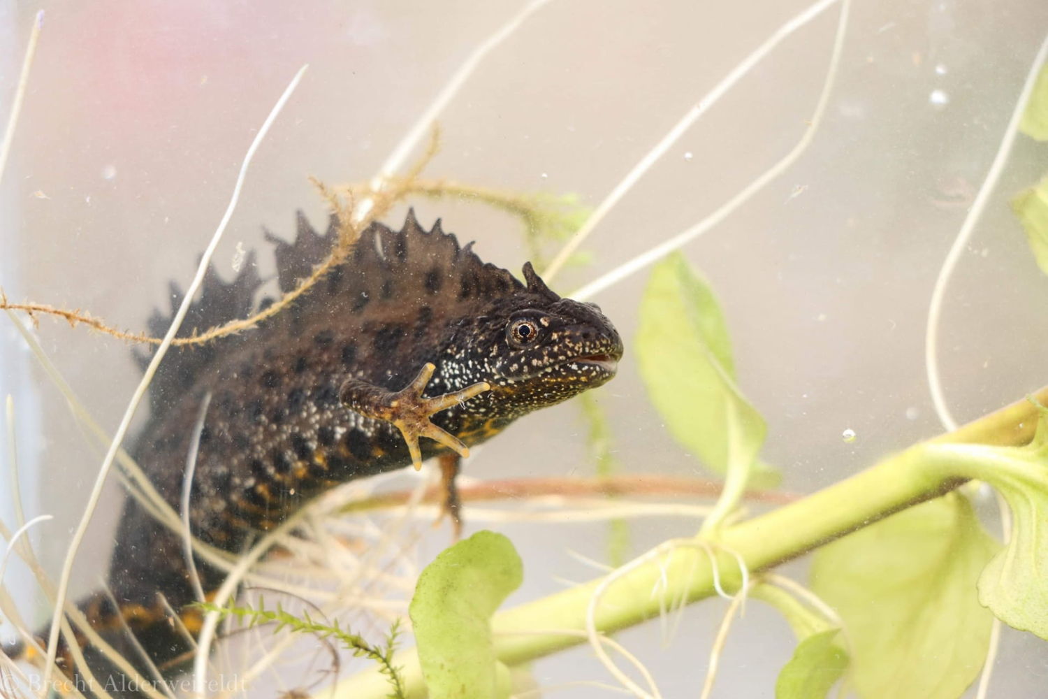 kamsalamander 
 - foto: Brecht Alderweireldt