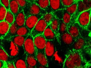 The remarkable ambition to map 37,200 billion cells in the human body
