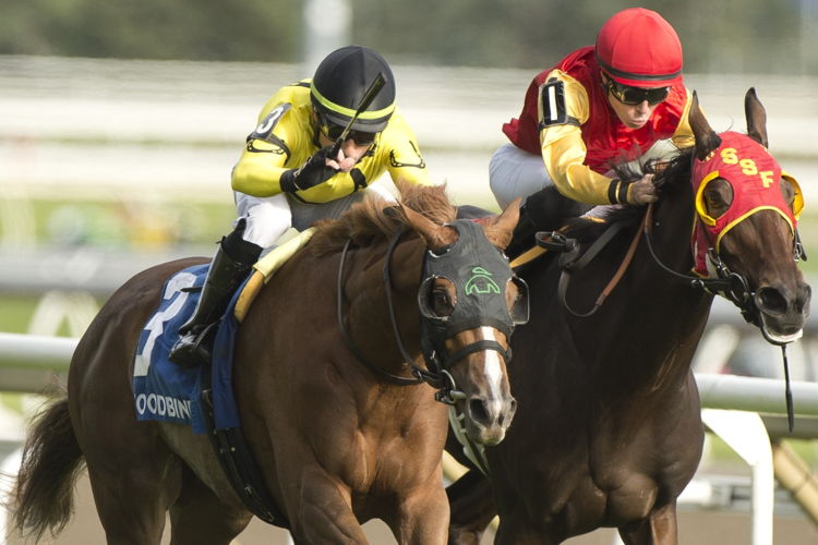 Sister Seagull and jockey Antonio Gallardo winning the Wonder Where Stakes on Sunday at Woodbine. (Michael Burns Photo)