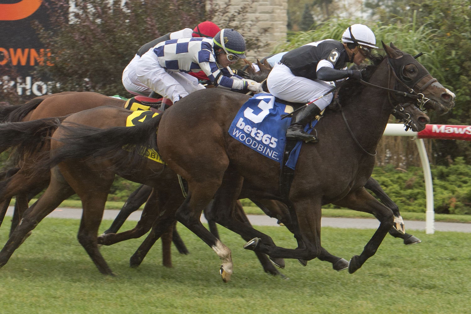 Dancing Duchess and jockey Javier Castellano winning the Algonquin Stakes on October 8, 2023 at Woodbine (Michael Burns Photo)