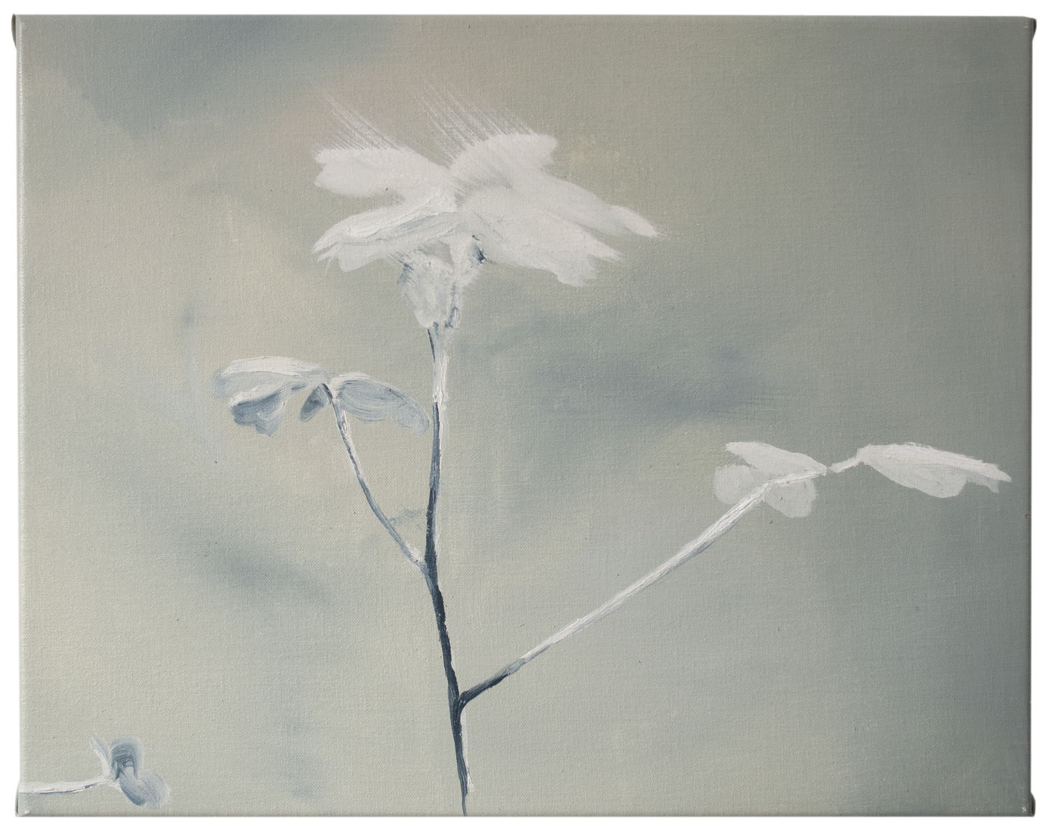 Joris Vanpoucke, Untitled (plant), 2021 Oil on canvas 35 x 45 cm Unique(1)