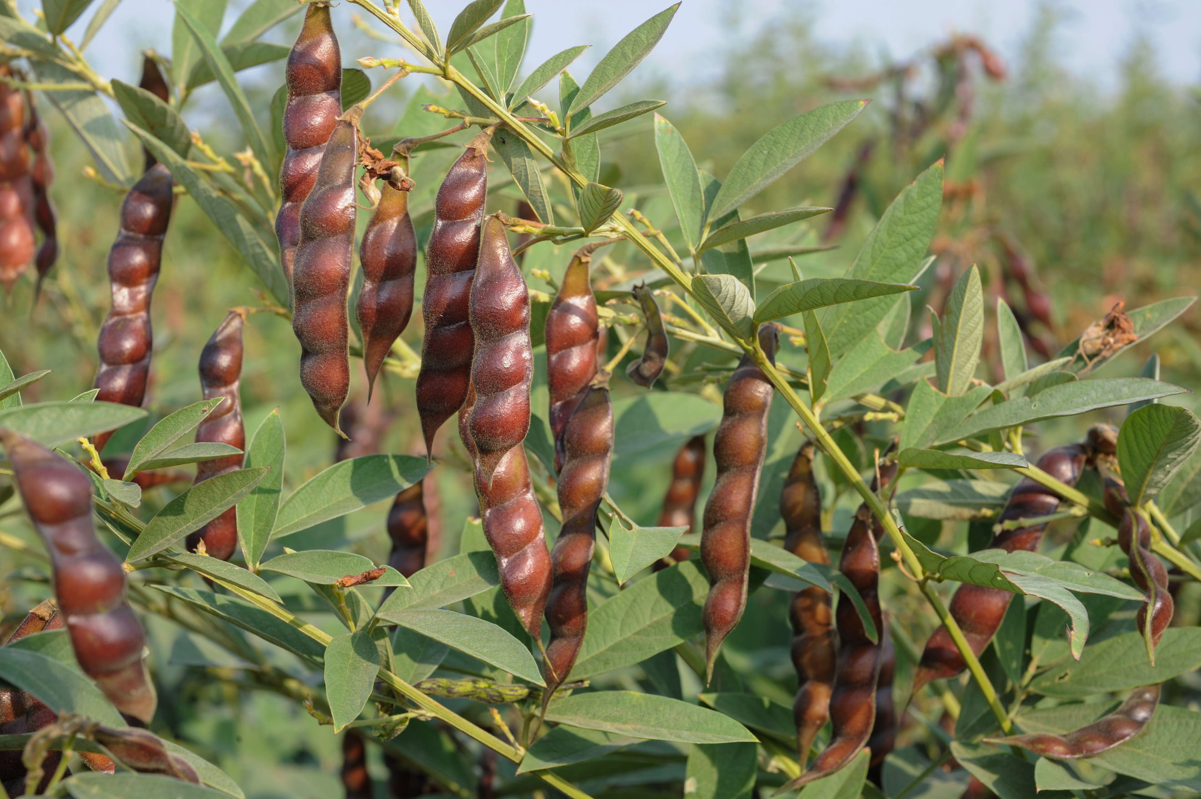 Pigeonpea seed coat has six times more calcium than milk: ICRISAT