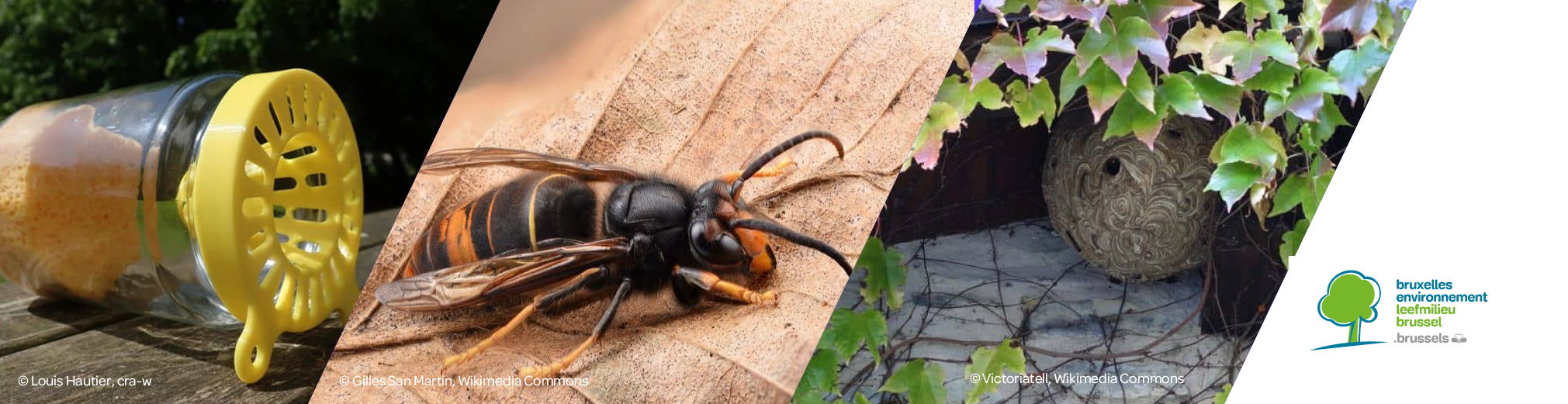 Avec le printemps, les frelons asiatiques sont de retour