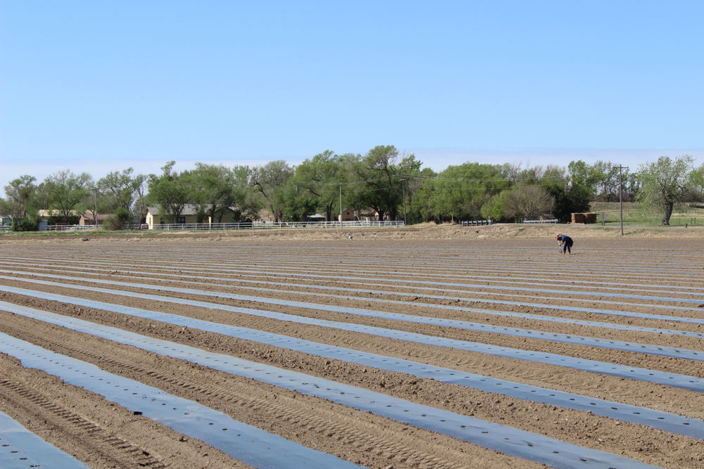 Field freshly planted with cantaloupe seed