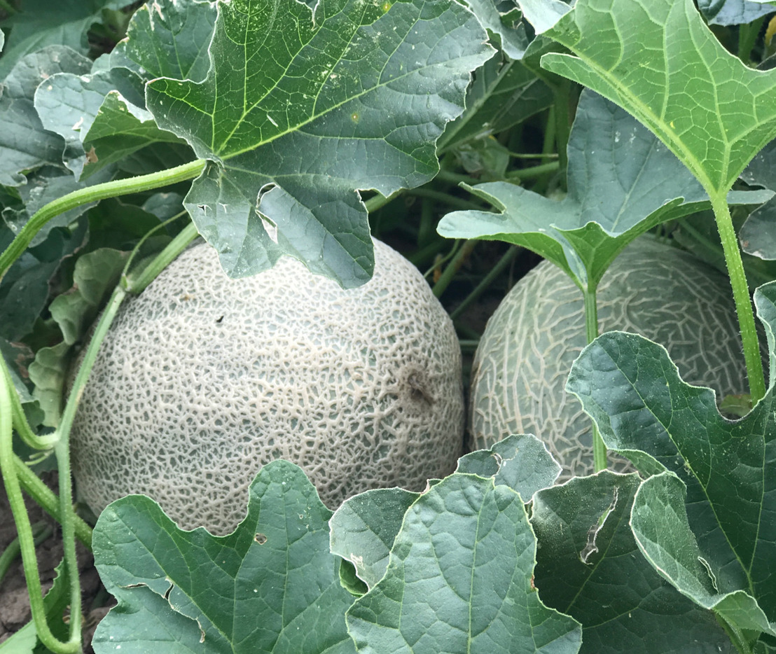 The countdown to Rocky Ford Cantaloupe season is on!