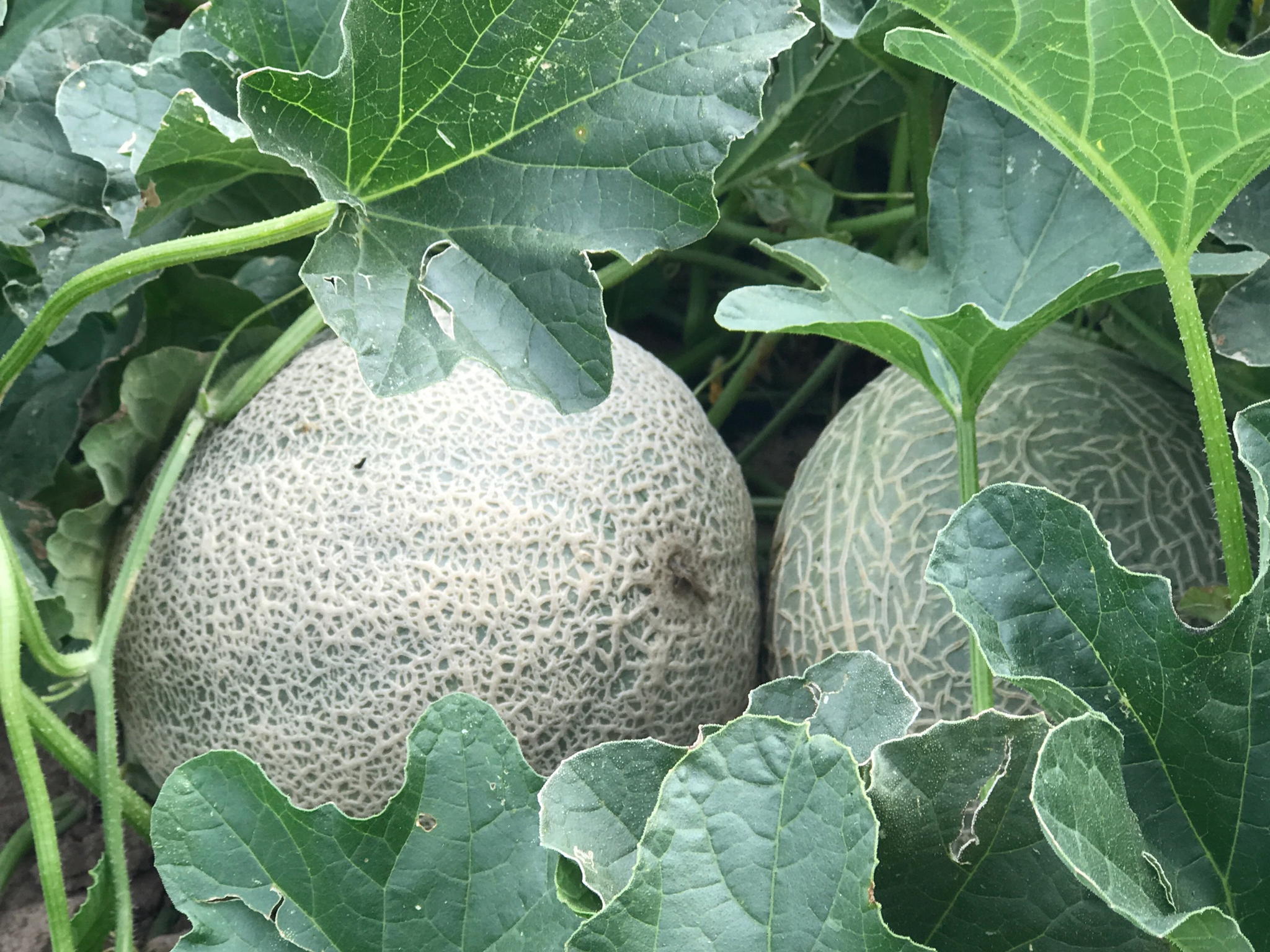The countdown to Rocky Ford Cantaloupe season is on!