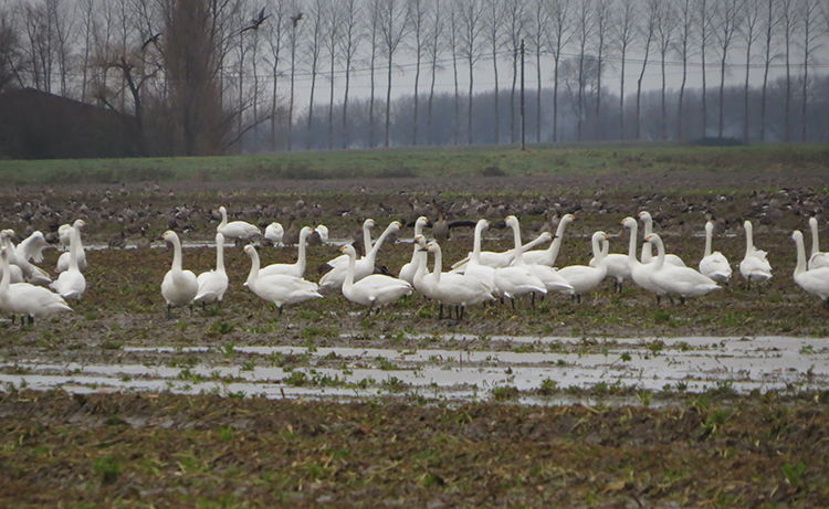 Provincie zoekt percelen met oogstresten suikerbieten voor komst overwinterende vogelsoorten