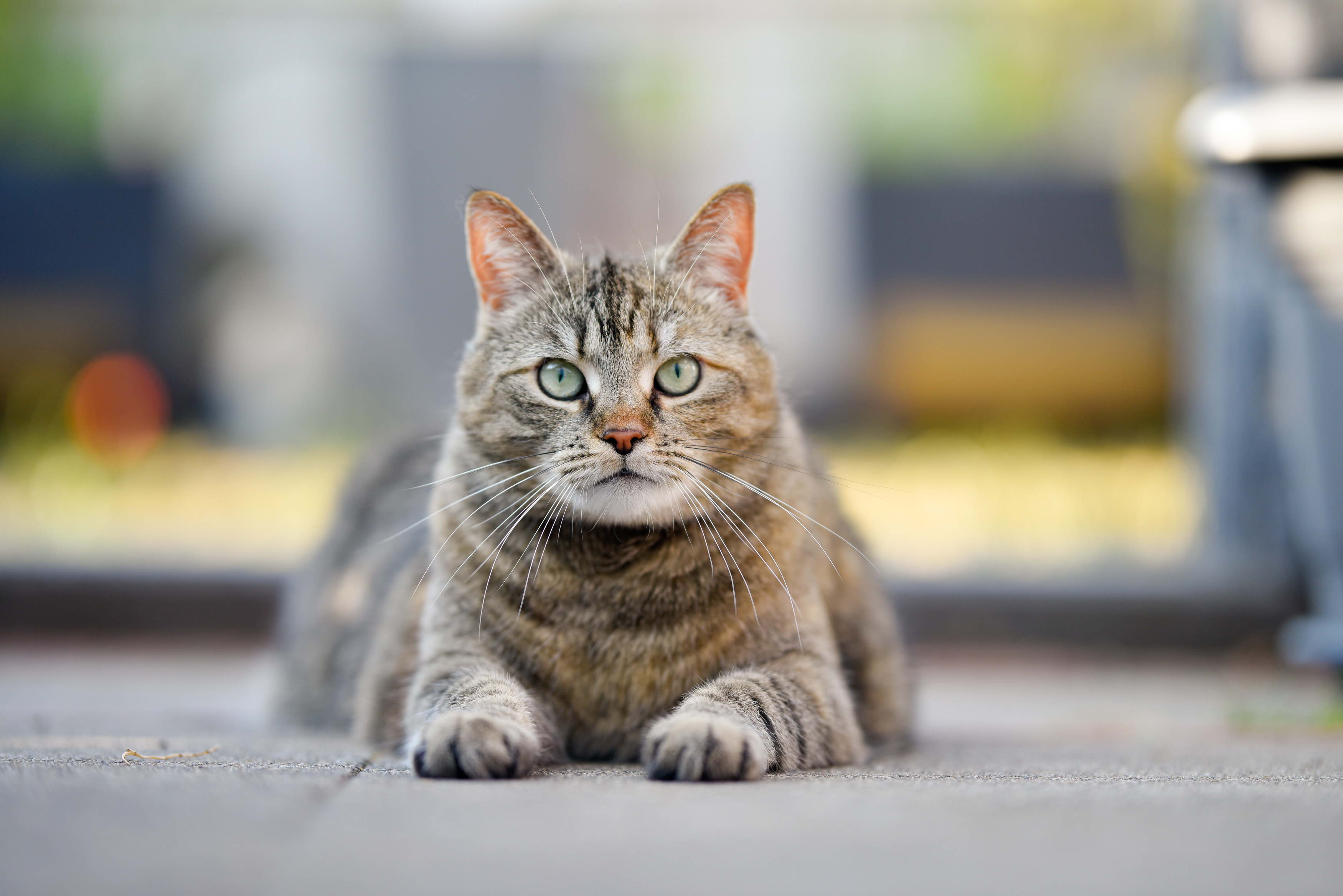 Vogelgrippe 2025: Wie Tierhalter Hunde und Katzen vor einer Infektion schützen können