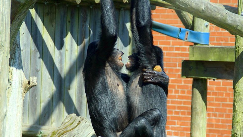 Le rythme des rapports sexuels chez les bonobos donne des nouvelles perspectives sur l'évolution de la communication