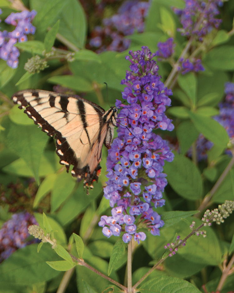Butterfly on butterfly bush (photo credit Pike Nurseries)