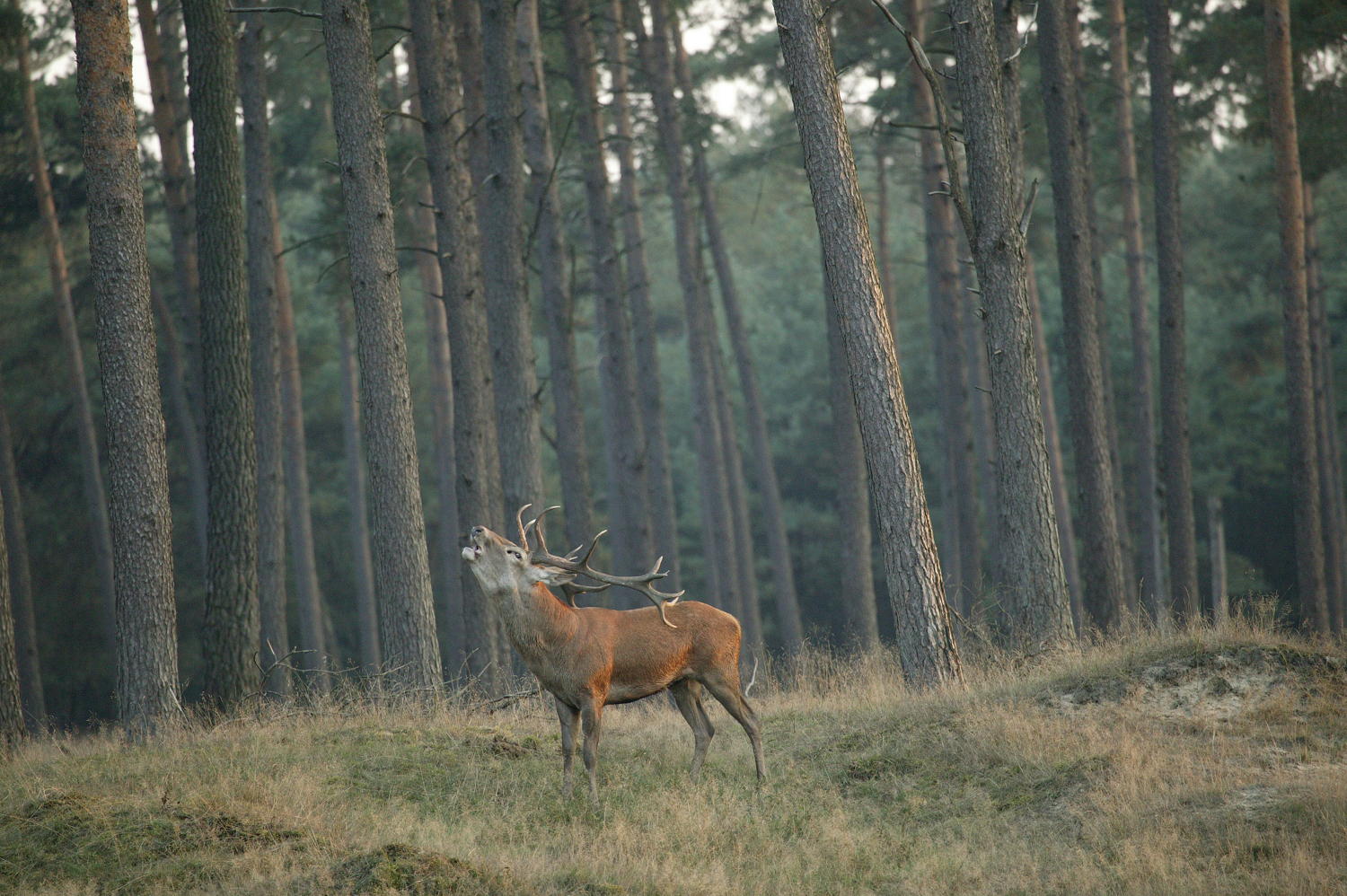 Veluwe © VisitVeluwe i.s.m. Jurjen Drenth