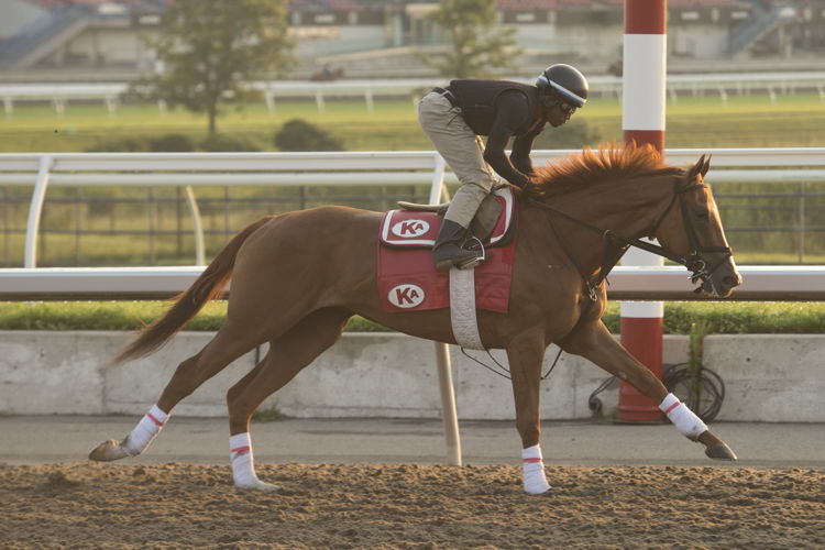 Caitlingrtness training at Woodbine (Michael Burns Photo)