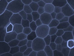Plant roots change their growth pattern during ‘puberty’ 