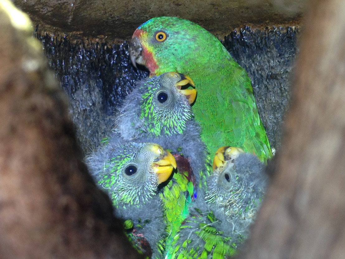 Study counts the high cost of infidelity for swift parrots