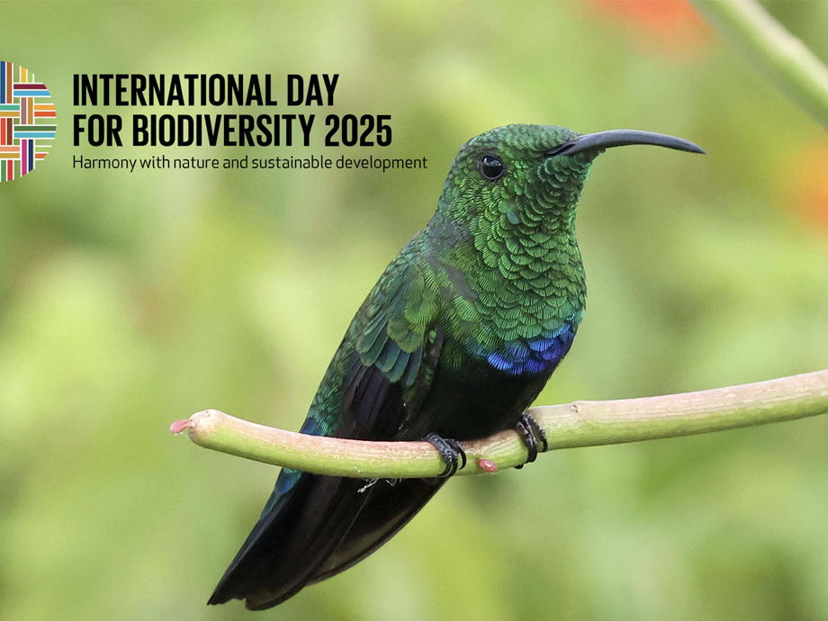 OECS Recognises International Day for Biological Diversity 2025
