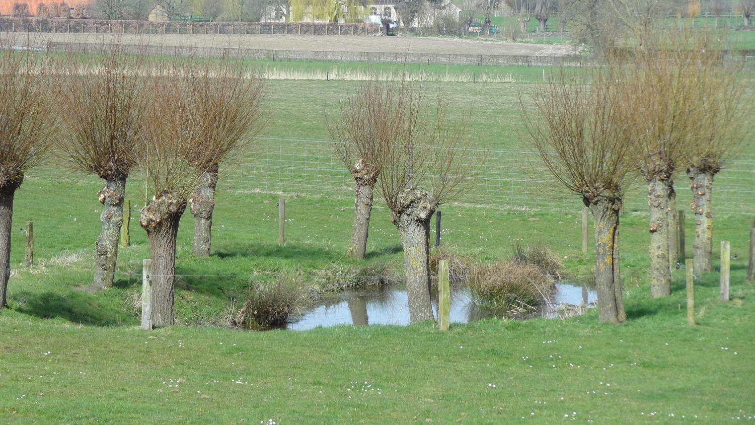 poel