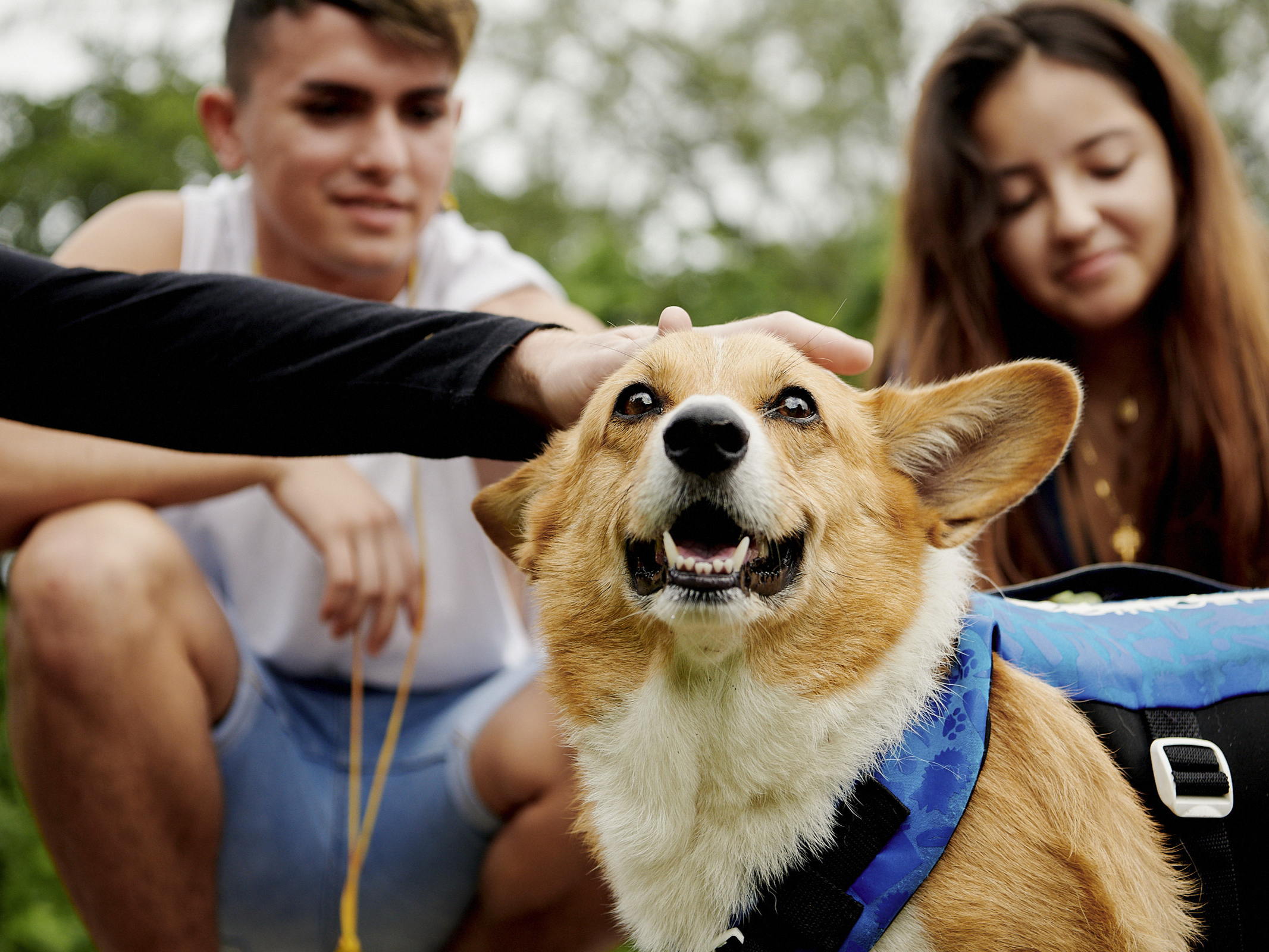 Más de 3 millones de mascotas han viajado a través de Airbnb desde noviembre de 2021