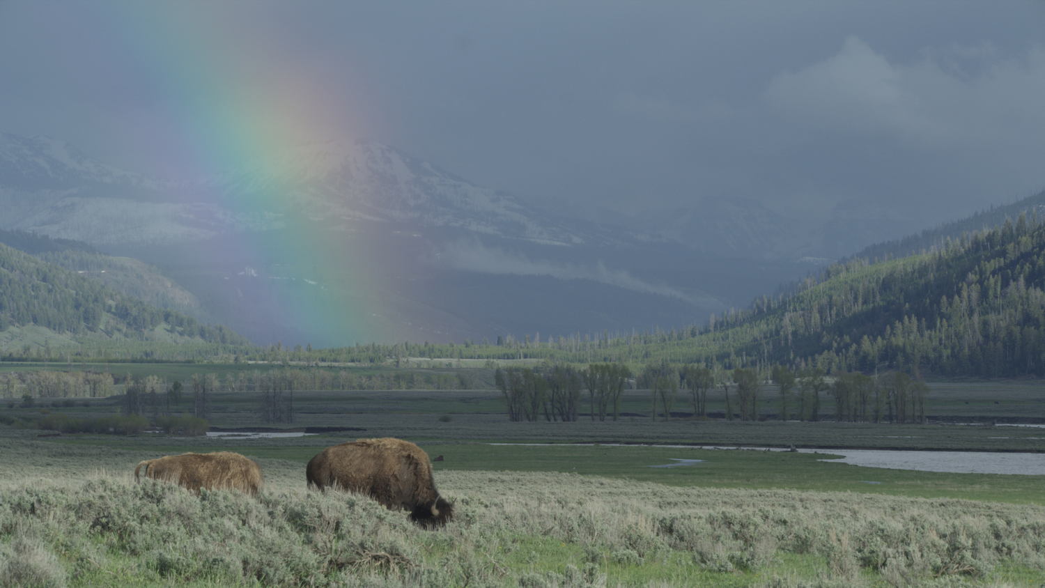 Epic Yellowstone
