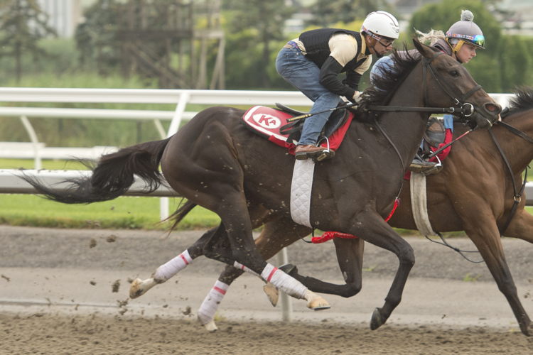 Fashionably Fab training at Woodbine (Michael Burns Photo) Fashionably Fab training at Woodbine (Michael Burns Photo)