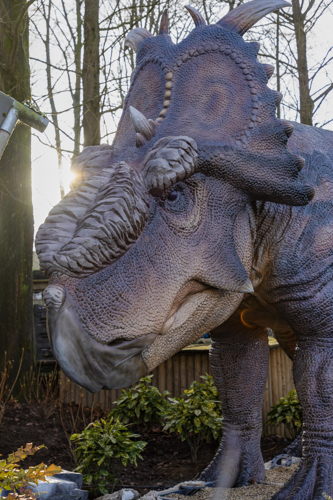 Pachyrhinosaurus 