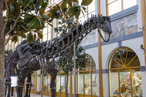 Apatosaurus