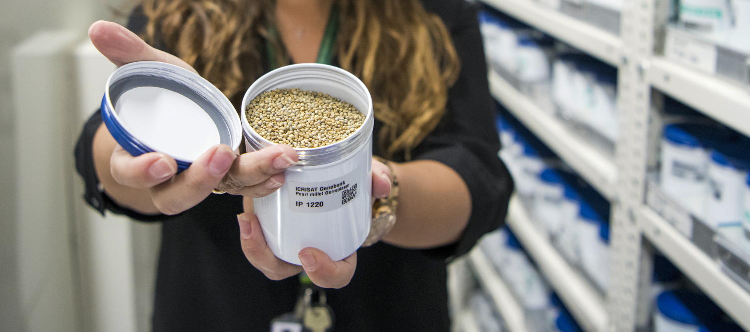 Pear millet germplasm at the ICRISAT Genebank 