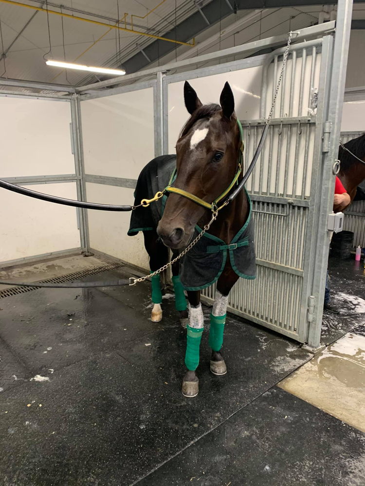 Fourever Boy at Woodbine Mohawk Park. (Courtesy TheStable.ca)