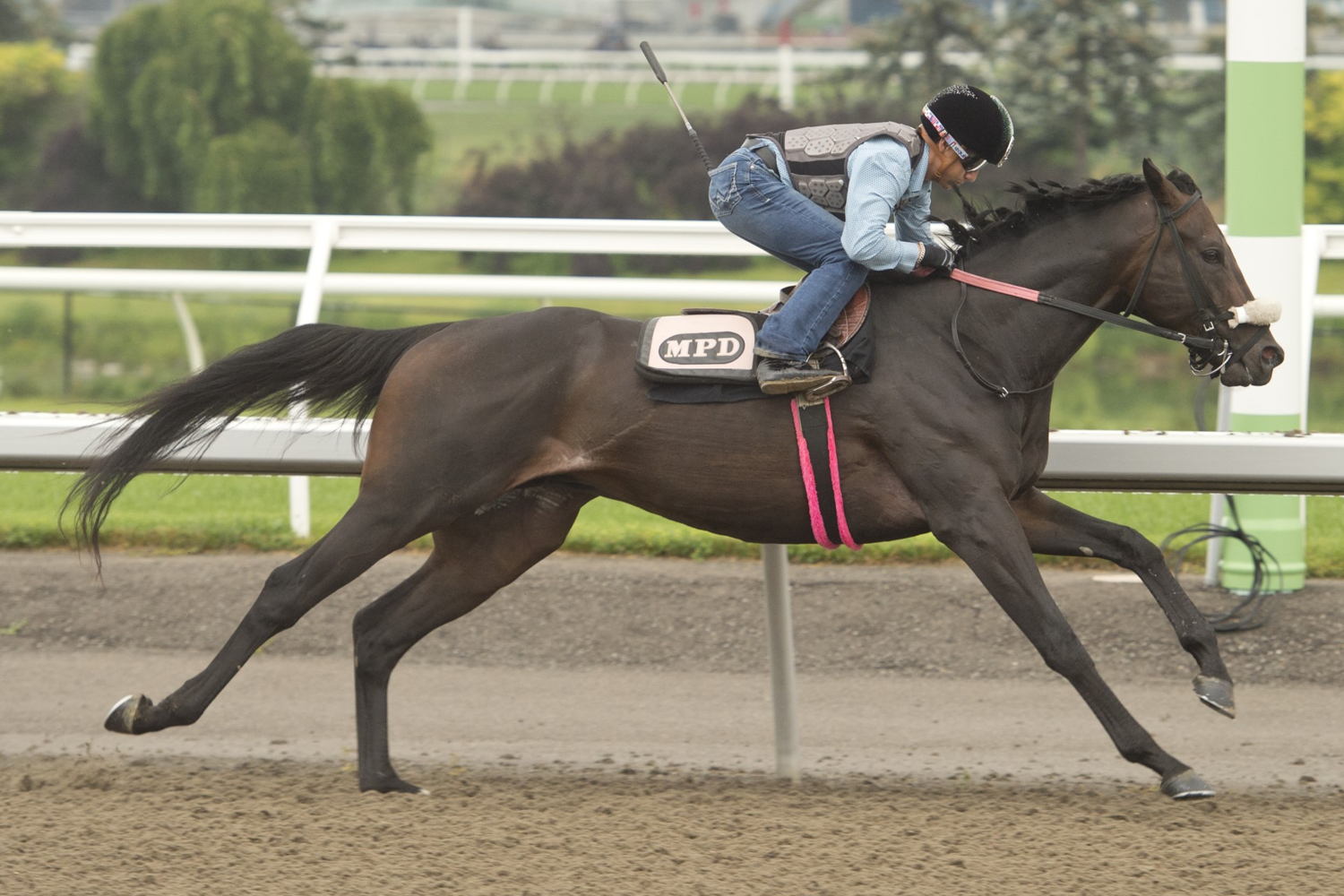 Stanley House training at Woodbine (Michael Burns Photo)
