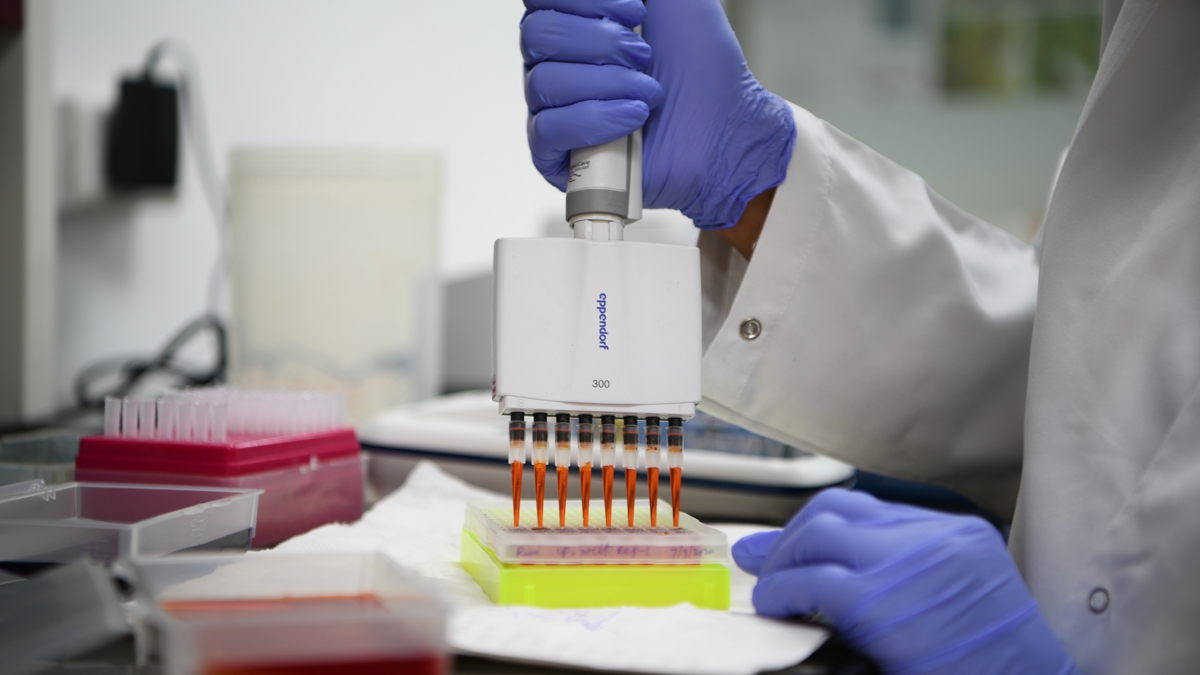 Marker Assisted Selection at the Genomics Laboratory at ICRISAT.