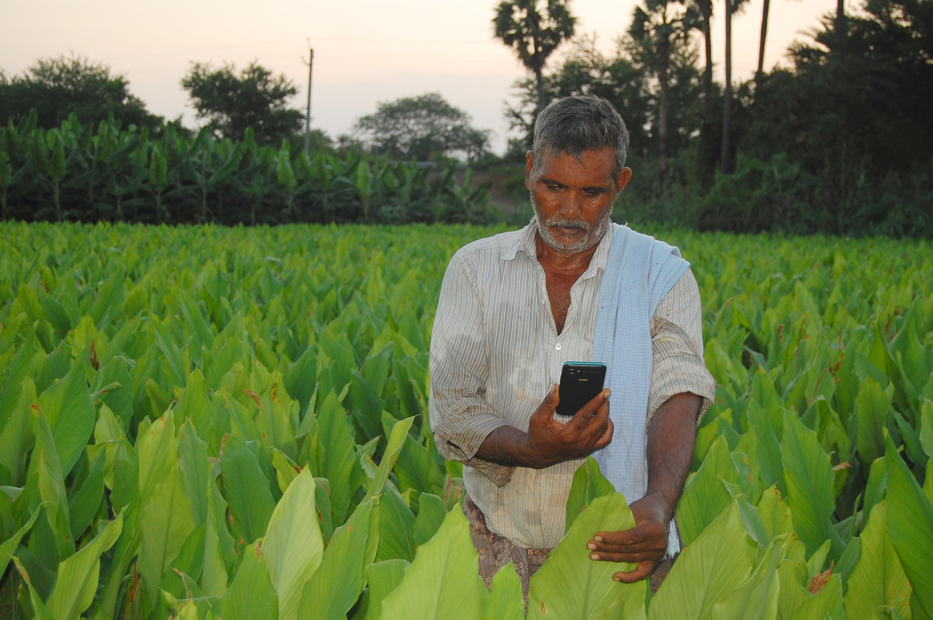 Artificial Intelligence for pest and disease detection.