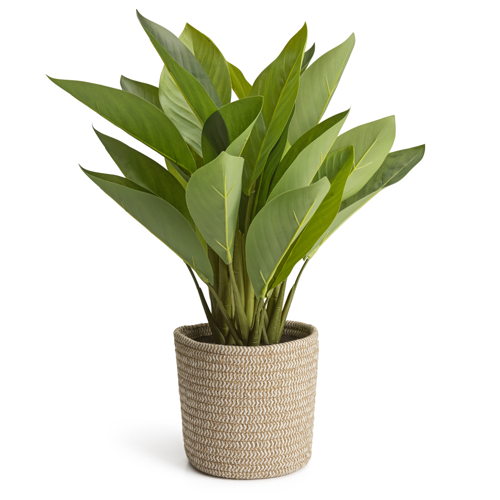 Habitat Nurture Large Faux in Basket, £28