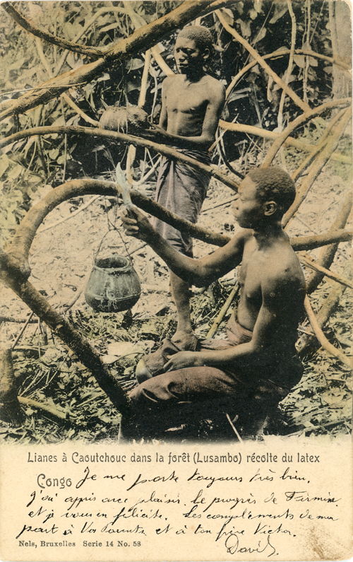 Lianes à caoutchouc dans la forêt (Lusambo), récolte du latex, 1907 © Collection Mundaneum, Mons