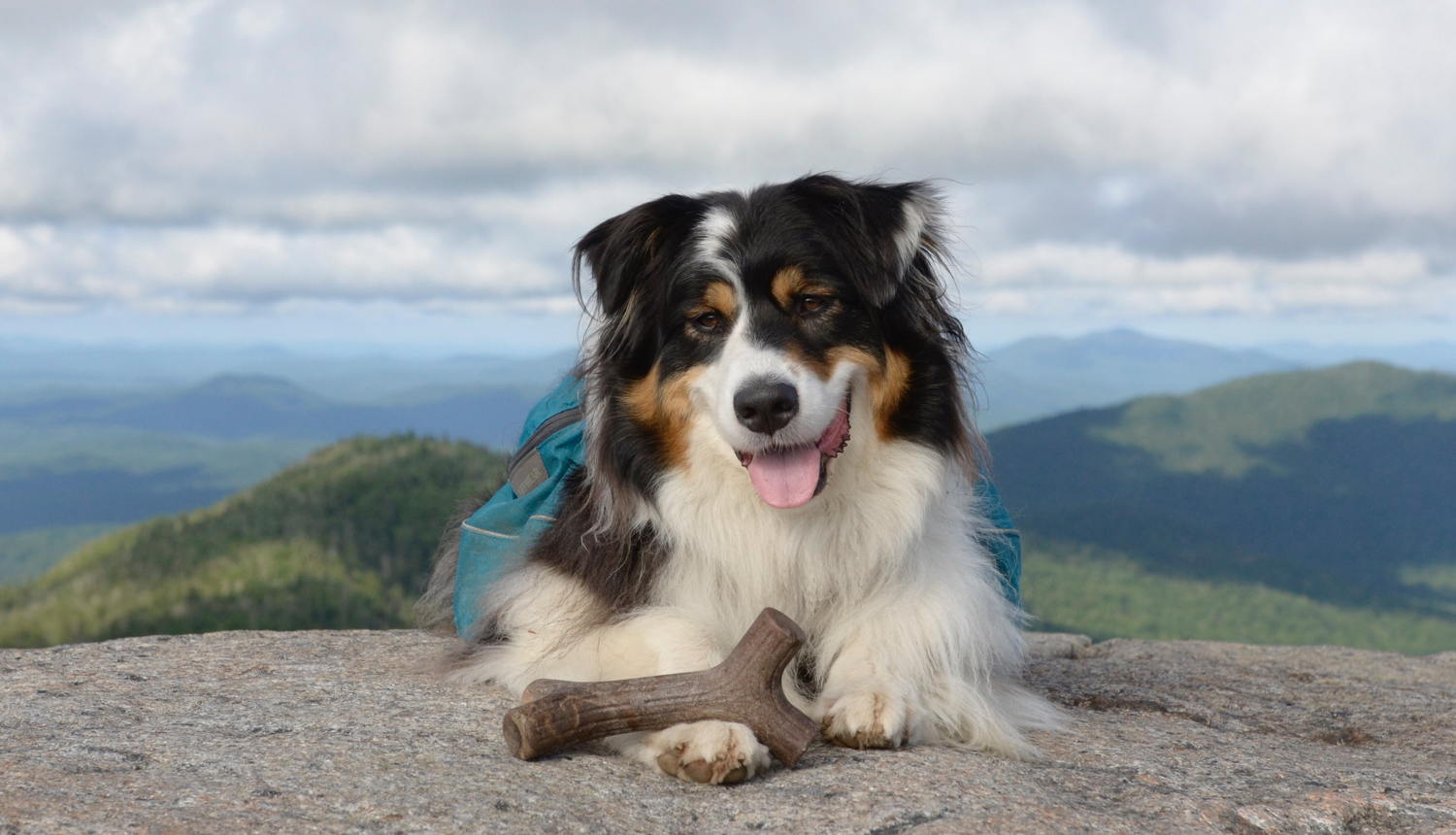 Benebone Maplestick 