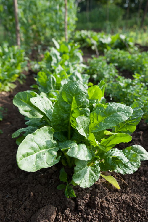 Spinach in the garden - Growing Own Food (photo credit Pike Nurseries)