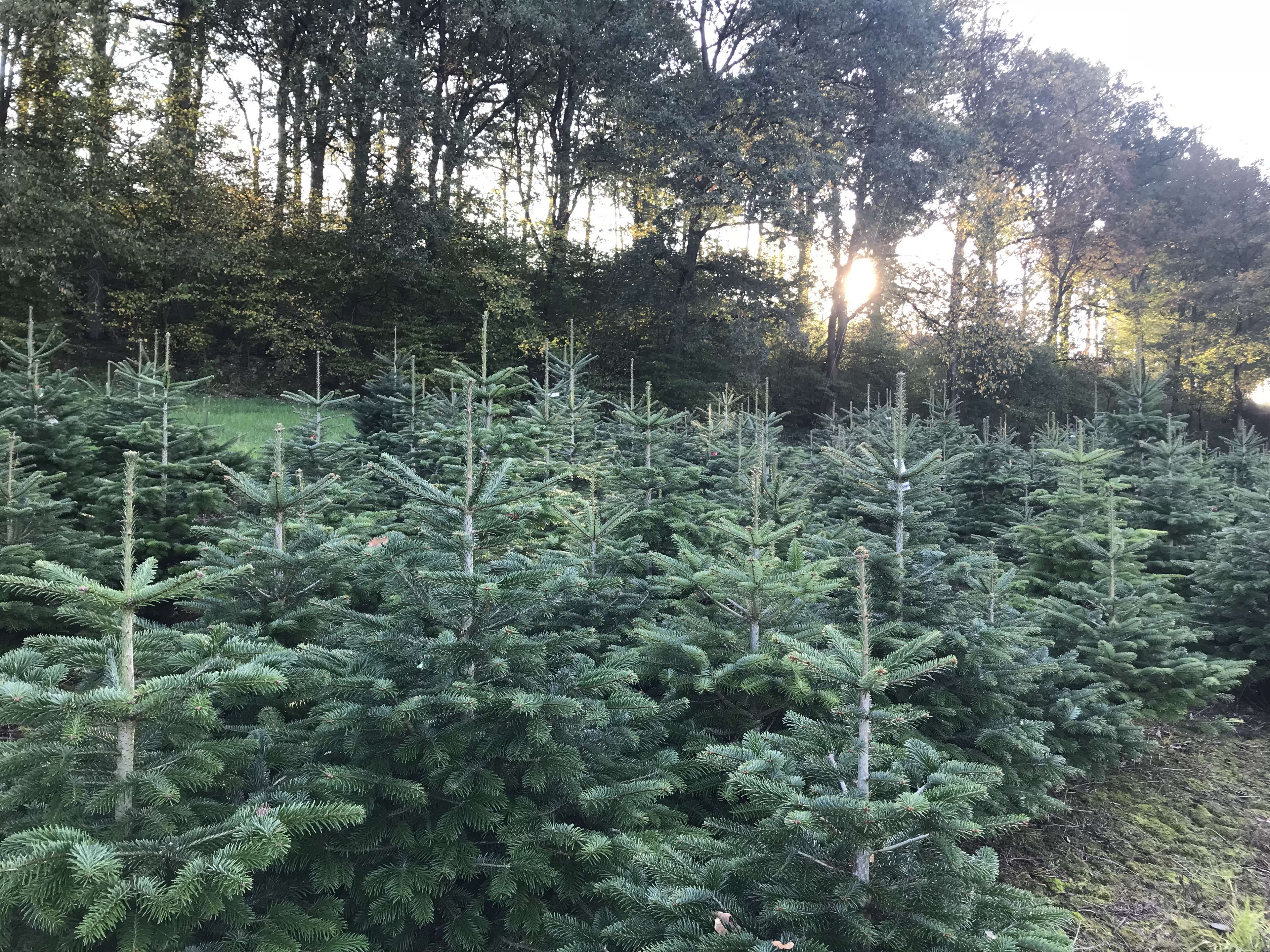Drie op de vier Belgen wachten op de Sint om kerstboom te zetten