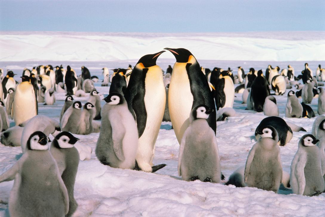 1 November 1959. ​ Twelve nations, including the United States and the Soviet Union, sign the Antarctica Treaty, which bans military activity and weapons testing on that continent. It was the first arms control agreement signed during the Cold War period. ​ (AKG2154097 ©ClassicStock / akg-images / K. Scholz)
