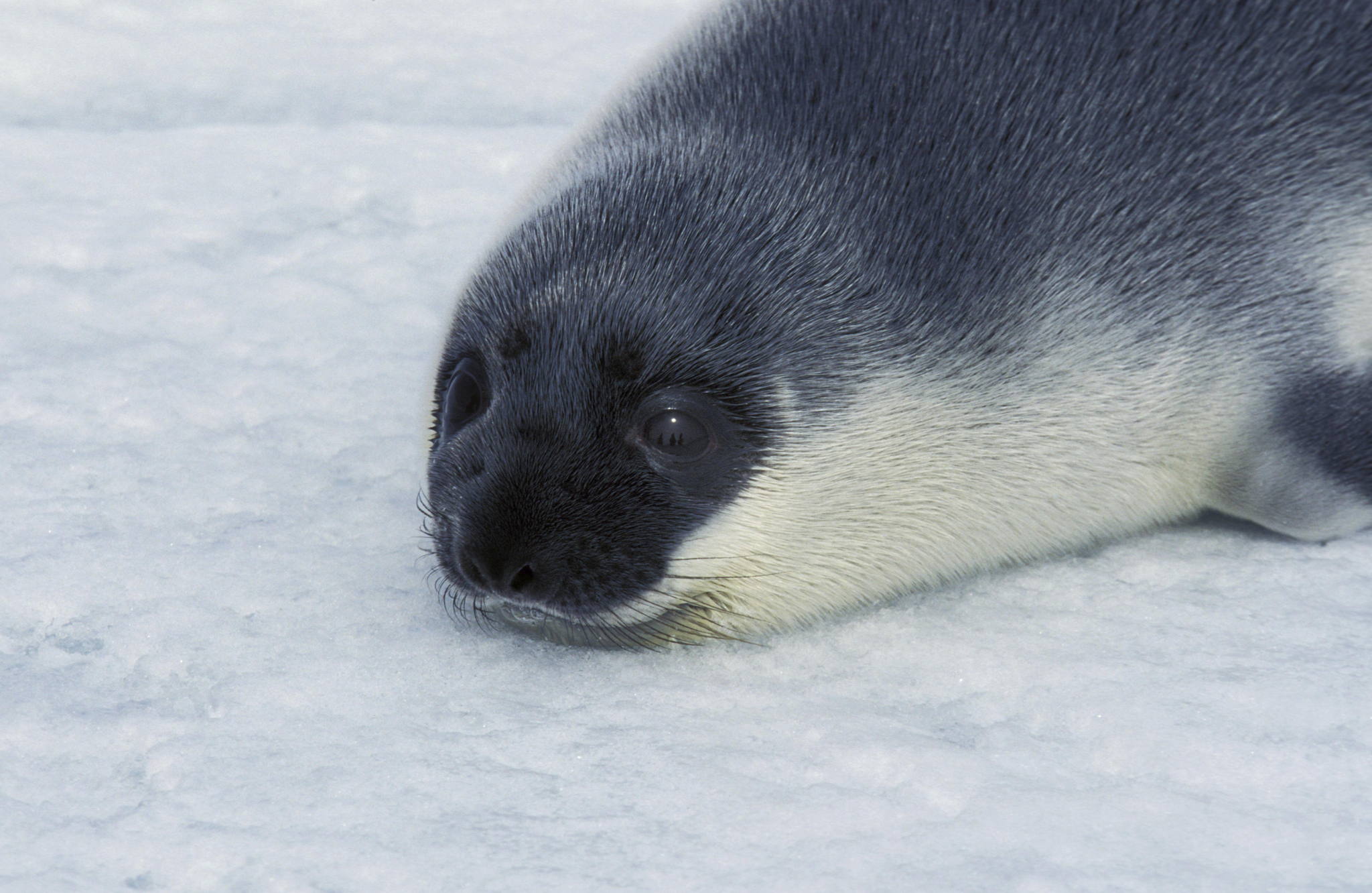 Rare hooded seal from the Arctic spotted in Ostend