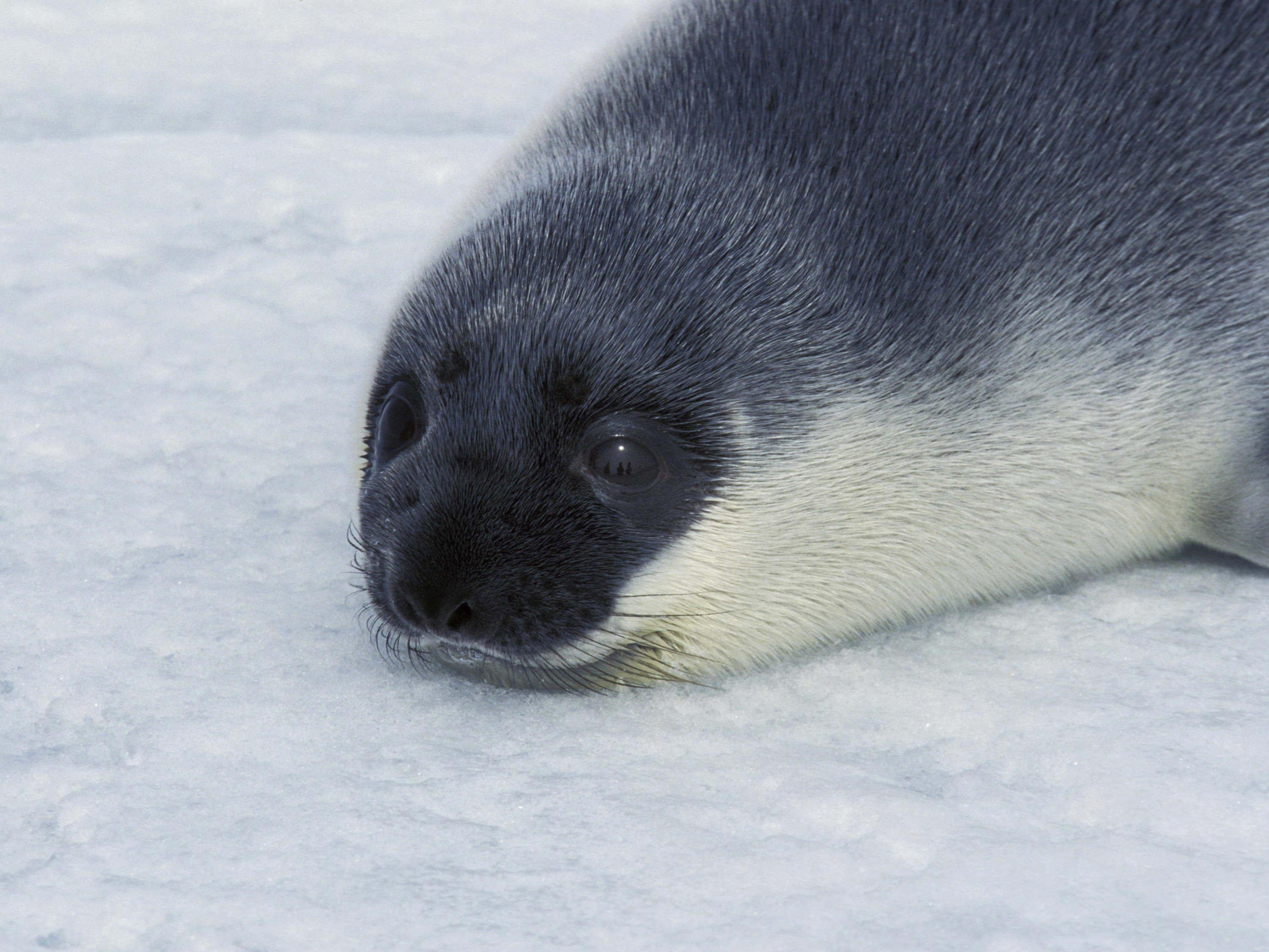 Rare hooded seal from the Arctic spotted in Ostend