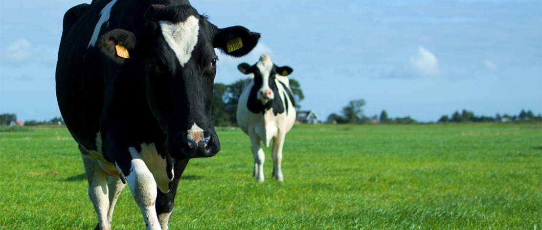 Primeur in België: alleen nog melk van koeien die buiten grazen bij supermarktketen Lidl