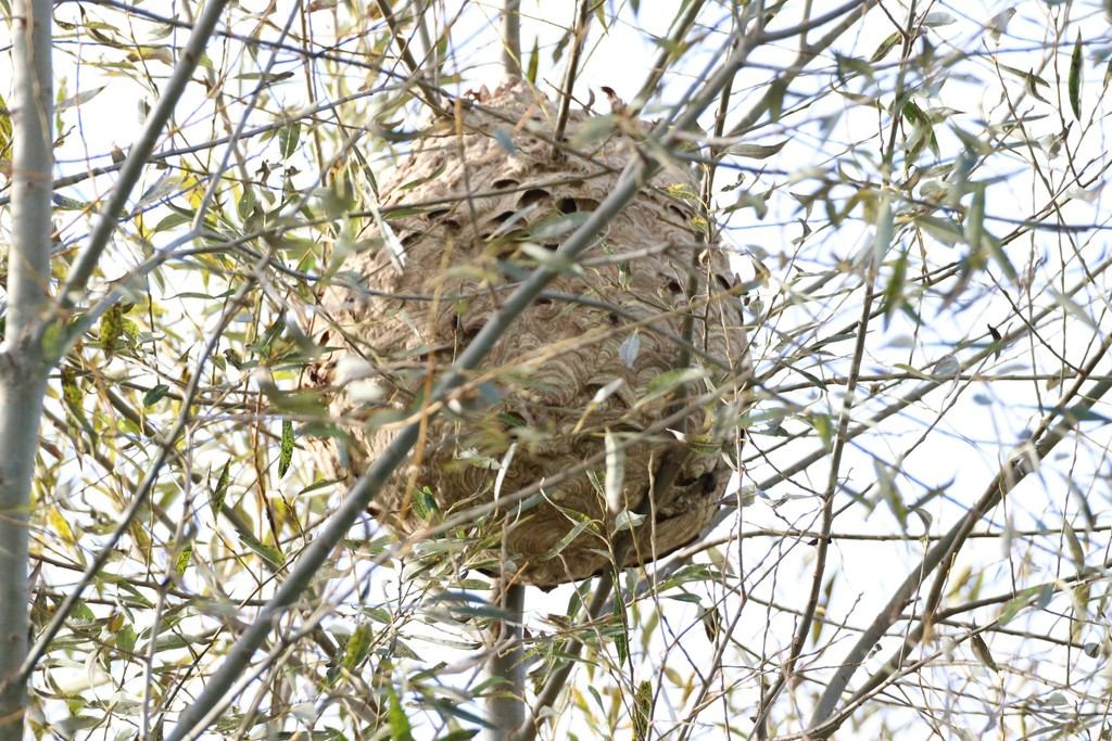 Nest Aziatische hoornaar - copyright: Vespa Watch