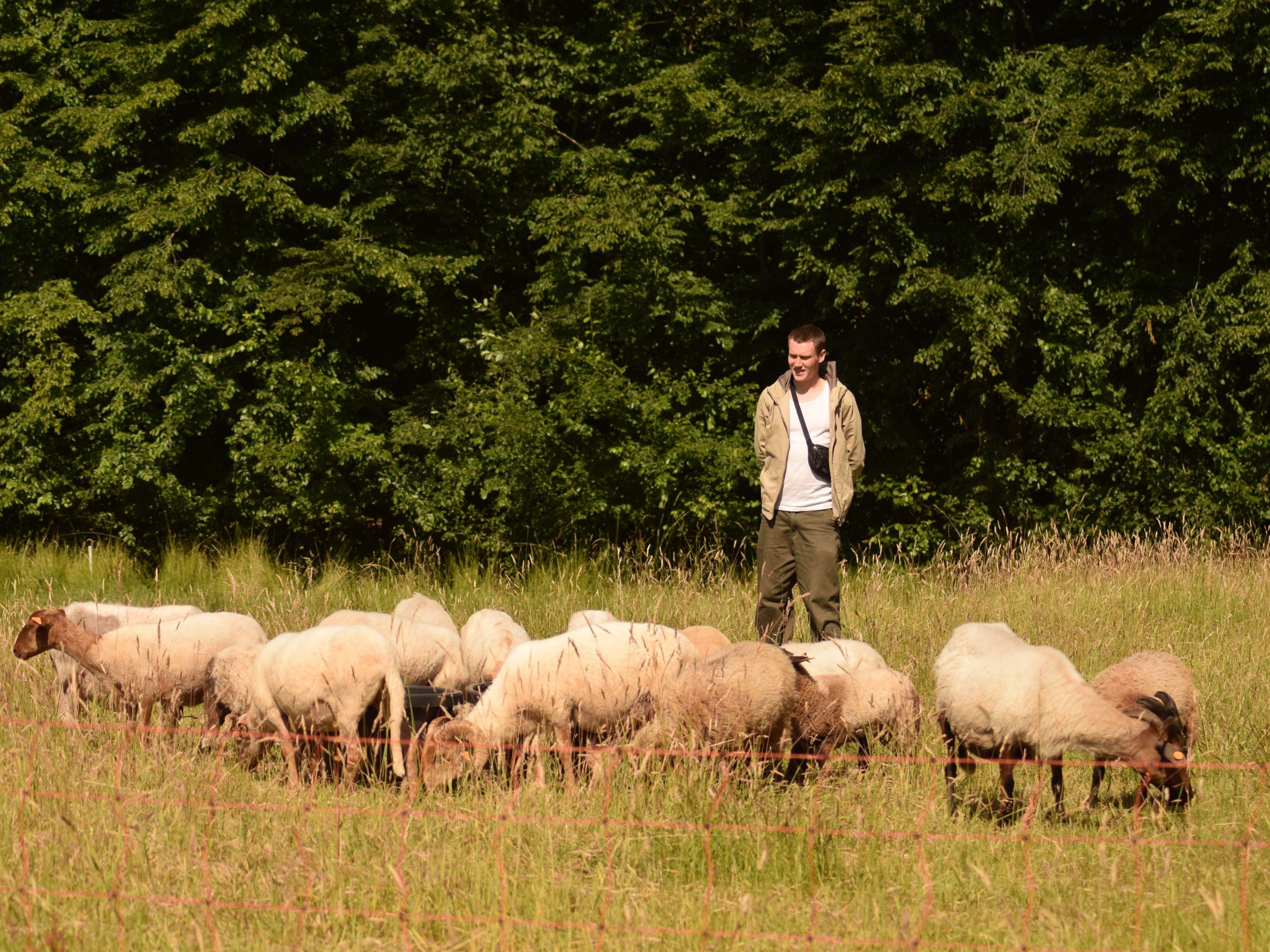 Campus laat schapen het werk doen