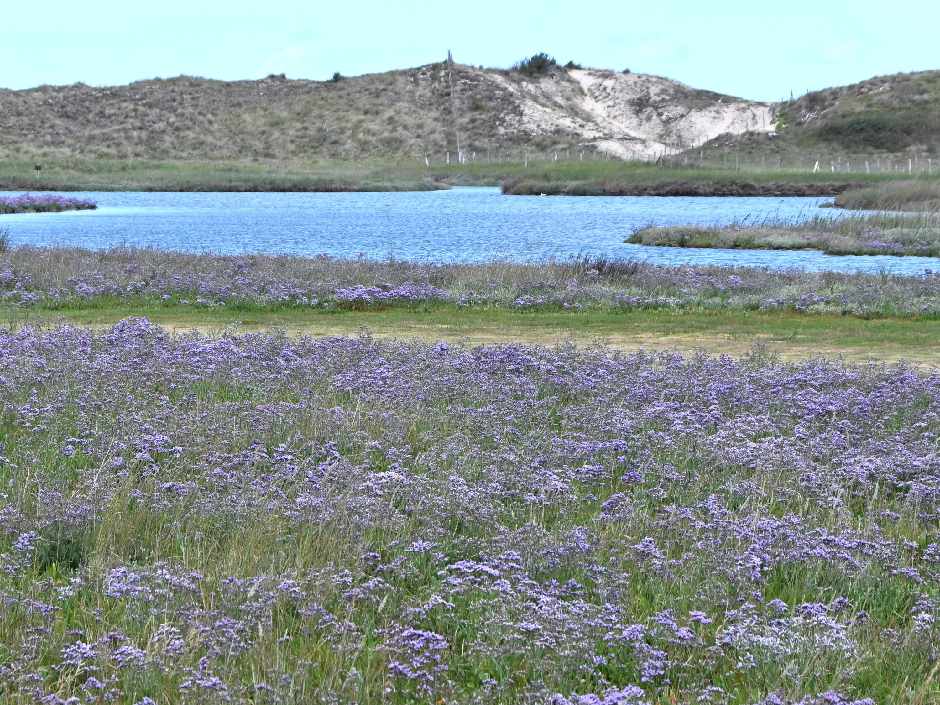 Lamsoor zorgt voor paars bloementapijt in Zwin Natuur Park (Knokke-Heist)