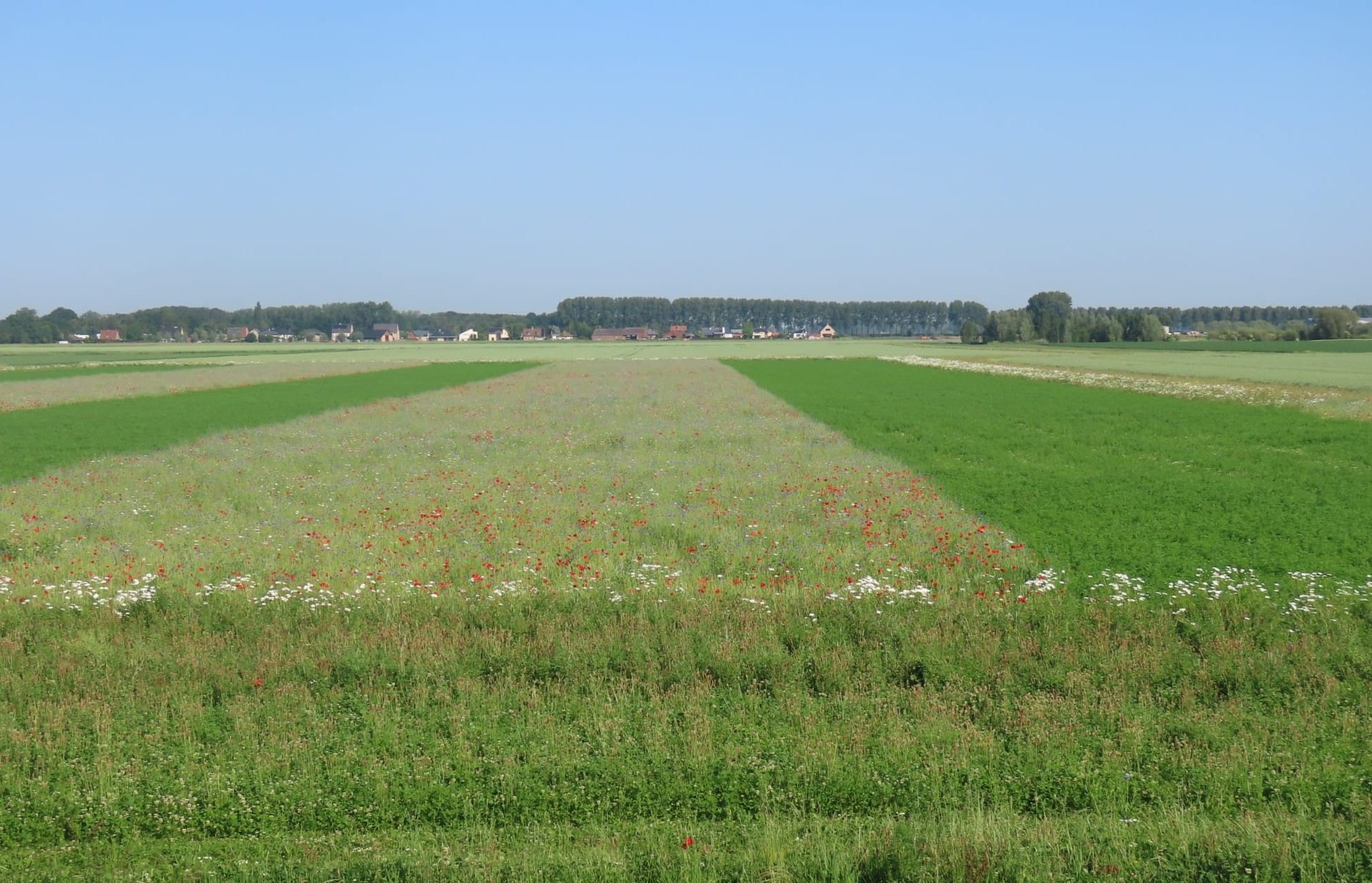 In beeld: bloeiende bloemenakkers en fauna-akkers in Meerdonk bruisen van leven