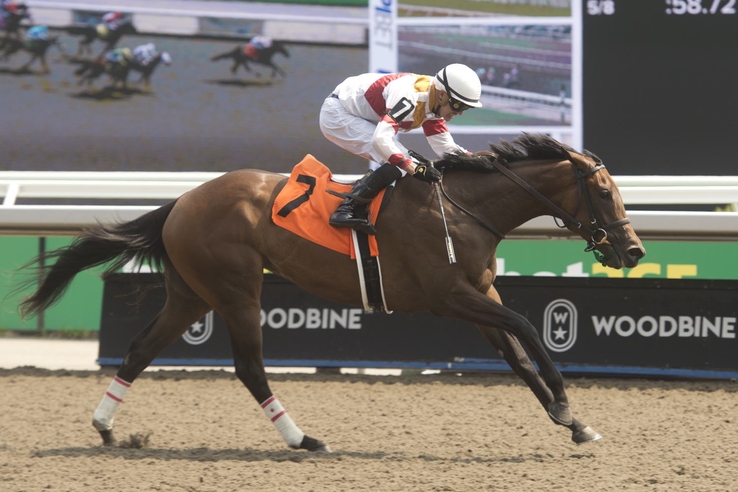 Crystal Visions and jockey Eswan Flores winning Race 5 on July 13, 2024 at Woodbine (Michael Burns Photo)