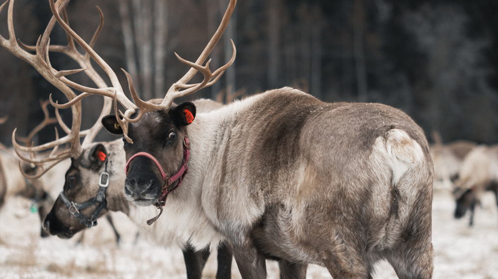 Fairbanks, Alaska