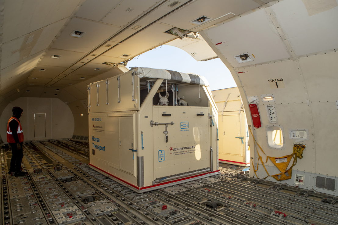 The horses will be transported in a Emirates SkyCargo Boeing 777 freighter<br/>Image courtesy: FEI/Dirk Caremans; FEI/Tori Repole