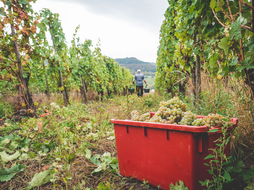 mosel-131  (c) Laura Schneider
