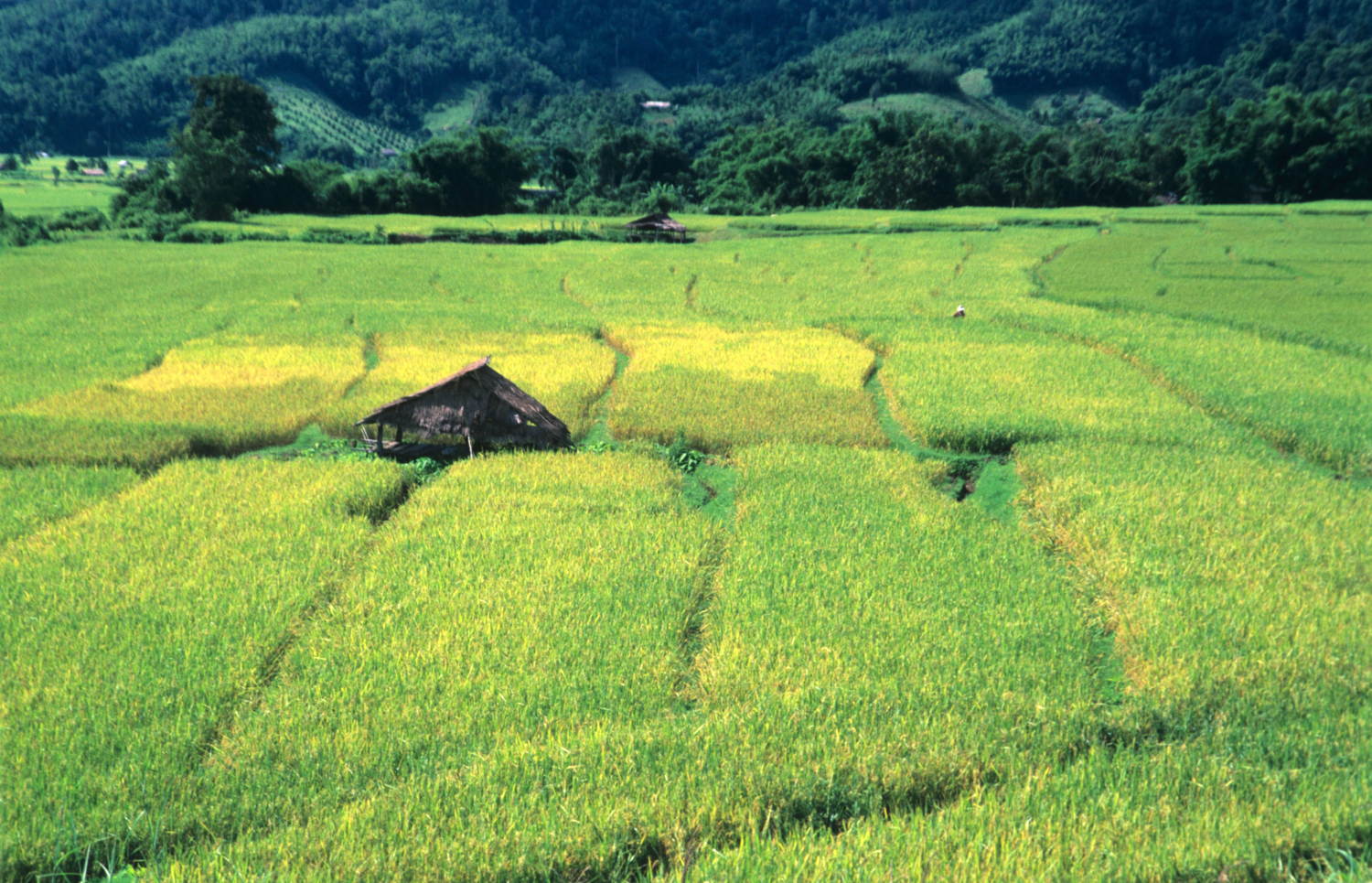 Northern rice fields
