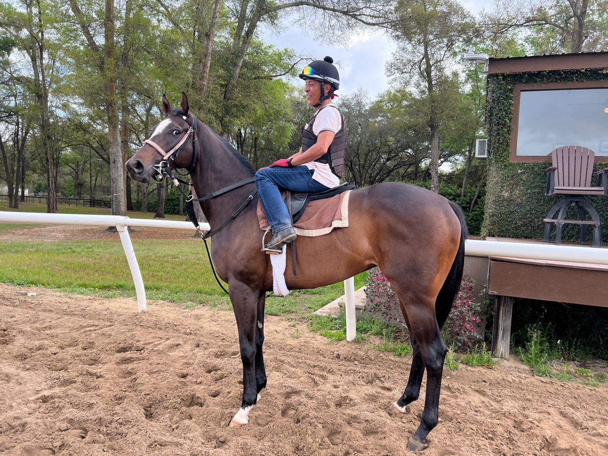 Mrs. Barbara ready to workout in Florida prior to her start in the Grade 3 Florida Oaks on Saturday. (Mark Casse Photo)